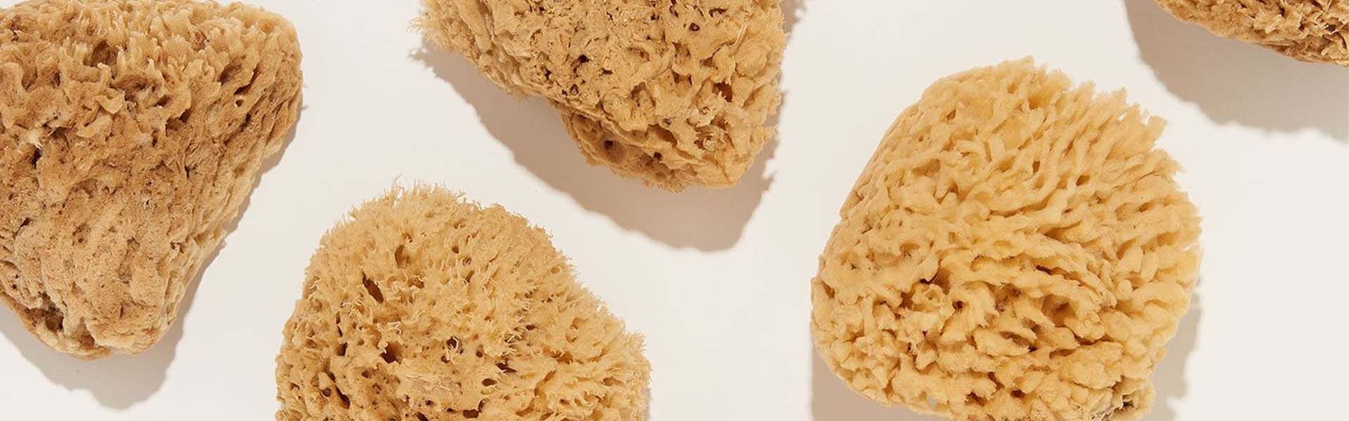 esponjas marinas.jpg